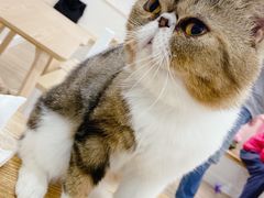 -李小姐の猫咖啡馆(五角场店)