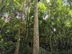 -西双版纳原始森林公园