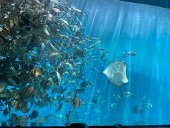 -瑞德姆美人鱼海底演艺主题餐厅(亚龙湾店)