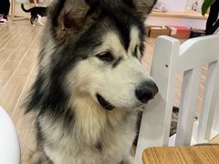 -李小姐の猫咖啡馆(五角场店)
