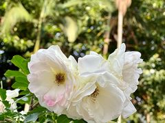 -人民公园(罗湖区)