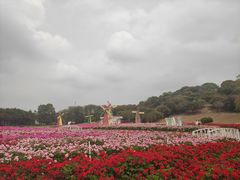 -松山湖梦幻百花洲