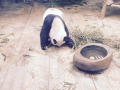-深圳野生动物园