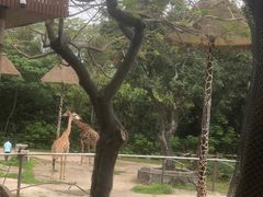 -深圳野生动物园