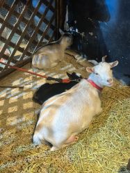 -酷嗒动物文化乐园(cutezoo西溪乐天城店)