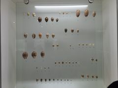 -青岛贝壳博物馆