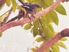 -三林塘老街
