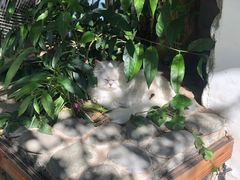 -喵屿·大理花园猫咖