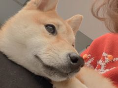 -浣熊柯尔鸭土拨鼠·电玩咖