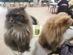 -安格丽娜·狗咖·猫咖羊驼咖(春熙路百盛商场店)
