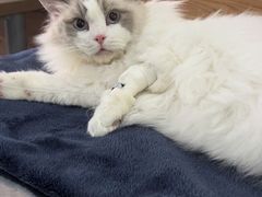 -爱侣宠医·鹦鹉专科·小型哺乳类·异宠专科(灵石路店)