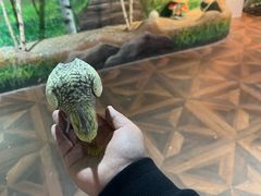 -萌宠奇缘(荣鼎店)