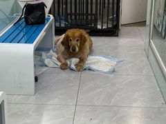 -达爱动物医院·犬猫分区·CT·复杂眼科(远洋山水分院)