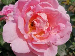 -人民公园(罗湖区)