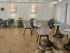 -Let's go狗咖·猫咖·奶狗·桌游(春熙路IFS店)