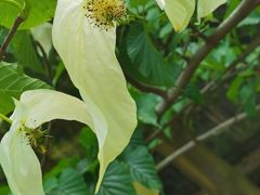 -杭州植物园