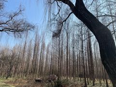 -洛阳市隋唐城遗址植物园
