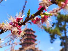 -蓬莱阁景区
