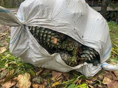 -五营红松林海景区