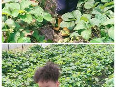 -小鱼草莓采摘园农家乐·小鱼餐厅