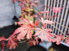 -王府茶楼茶宴·创意菜(朝阳公园店)