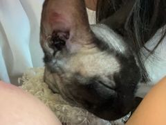 -楼上猫咖(罗湖店)