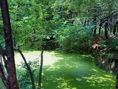 -日照海滨国家森林公园