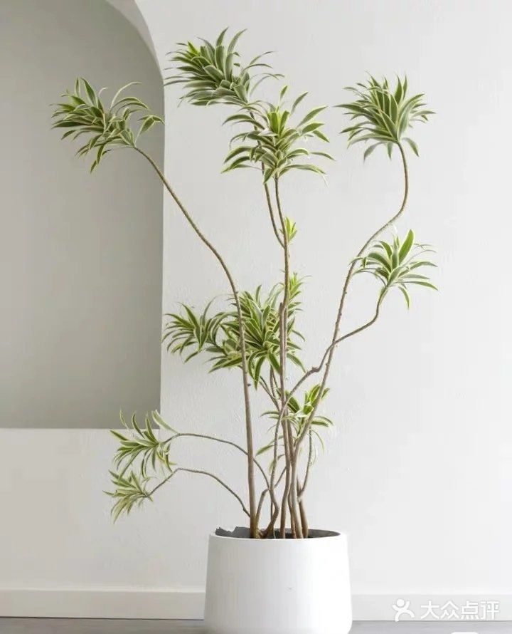 ins风家庭必备绿植推荐