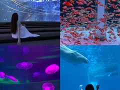 -海合安成都极地海洋公园