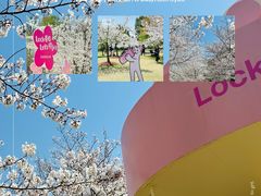 -顾村公园