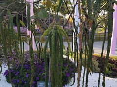 -云溪植物园
