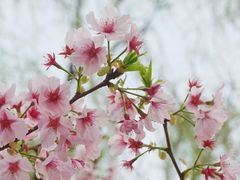 -顾村公园