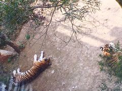 -泉州海丝野生动物世界