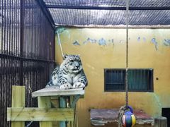 -青藏高原野生动物园