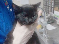 -A猫a狗全科·犬猫异宠·芥西宠物医院(南开总院)