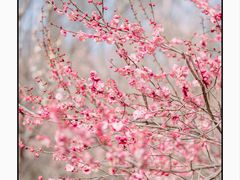 -梅花山(明孝陵内)
