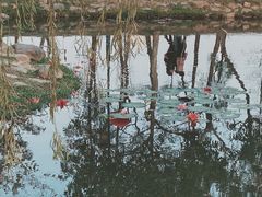 -惠州西湖丰渚园