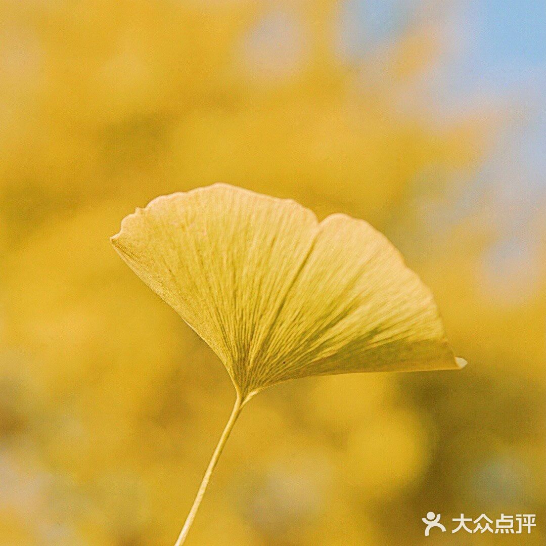 广东小众银杏观赏地 附冬日暖阳调色教程