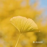 广东小众银杏观赏地 附冬日暖阳调色教程