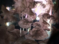 -横店影视城梦幻谷园区