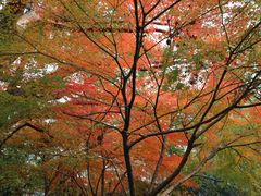 -宝界山林公园