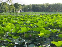 -长春市南湖公园