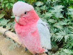 -南宫五洲植物乐园