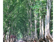 -紫金山山顶公园