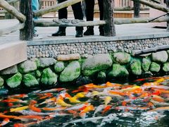 -南宫五洲植物乐园