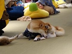 -逗柴咖啡屋·狗咖猫咖宠物桌游