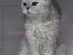 -瑞派动物医院·猫专科·至诚(江南中分院)