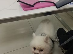 -北京观赏动物医院·24小时大型综合·猫专科·异宠专科