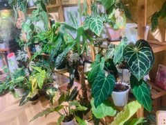 -Rabbit Cafe私房西餐甜点咖啡(栖霞路店)