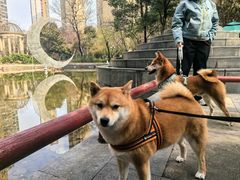 -丹景宠物医院·全科·老年病·牙科(武昌诊疗中心)